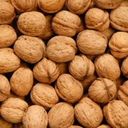 Walnut in Shell