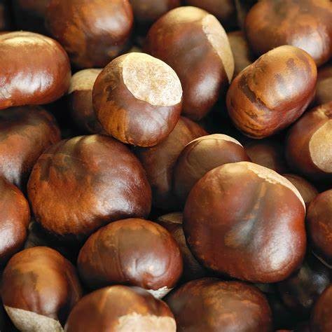 Chest Nuts