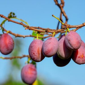 plums, fruits, plant-3560078.jpg