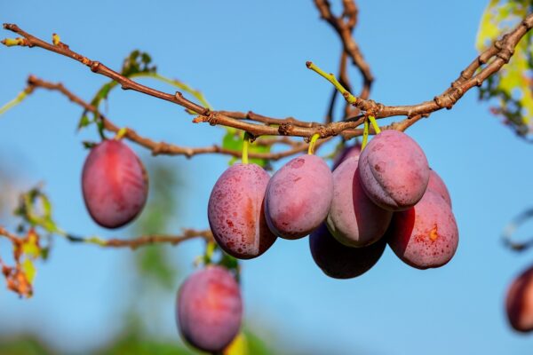 plums, fruits, plant-3560078.jpg